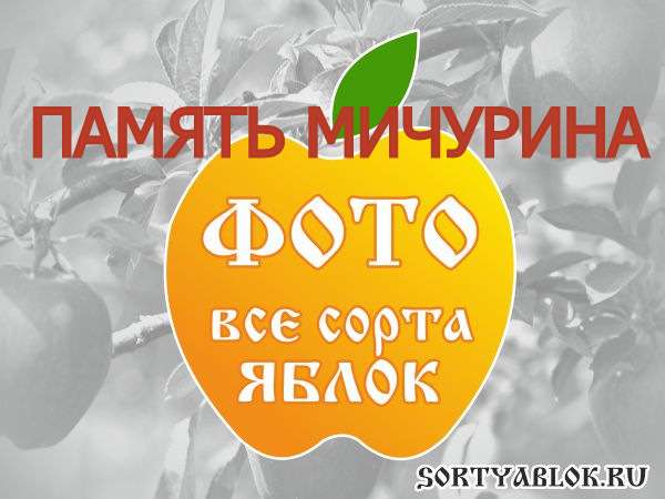 СОРТ ЯБЛОК ПАМЯТЬ МИЧУРИНА. ФОТО