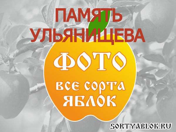 СОРТ ЯБЛОК ПАМЯТЬ УЛЬЯНИЩЕВА. ФОТО