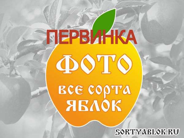 СОРТ ЯБЛОК ПЕРВИНКА. ФОТО