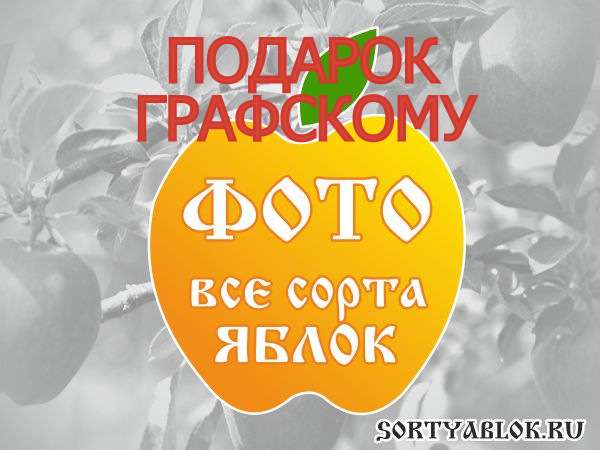 СОРТ ЯБЛОК ПОДАРОК ГРАФСКОМУ. ФОТО