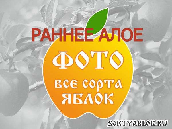 СОРТ ЯБЛОК РАННЕЕ АЛОЕ. ФОТО