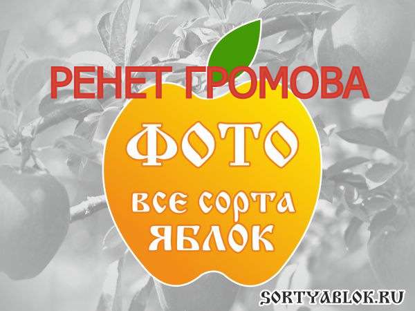 СОРТ ЯБЛОК РЕНЕТ ГРОМОВА. ФОТО
