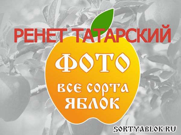 СОРТ ЯБЛОК РЕНЕТ ТАТАРСКИЙ. ФОТО