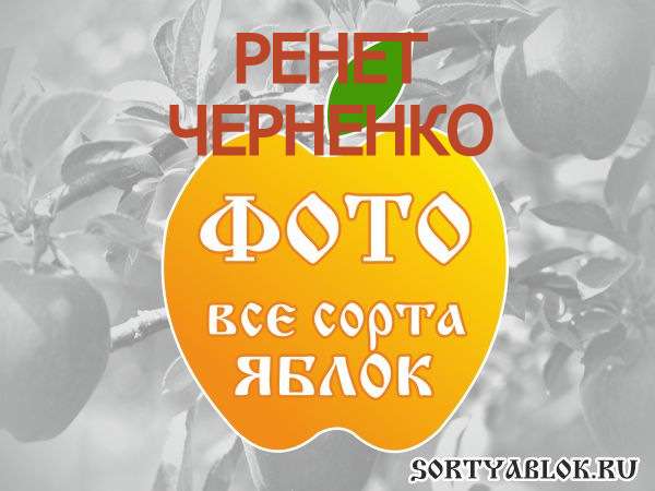 СОРТ ЯБЛОК РЕНЕТ ЧЕРНЕНКО. ФОТО