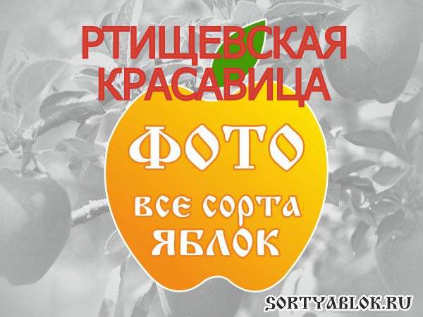 СОРТ ЯБЛОК РТИЩЕВСКАЯ КРАСАВИЦА. ФОТО