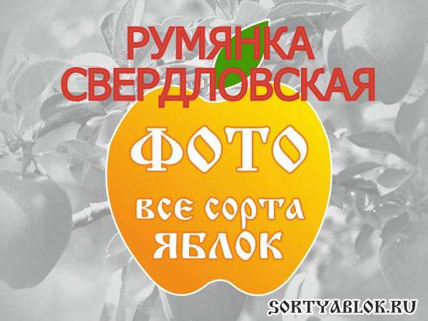 СОРТ ЯБЛОК РУМЯНКА СВЕРДЛОВСКАЯ. ФОТО