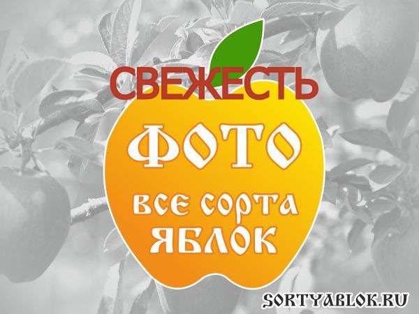 СОРТ ЯБЛОК СВЕЖЕСТЬ. ФОТО