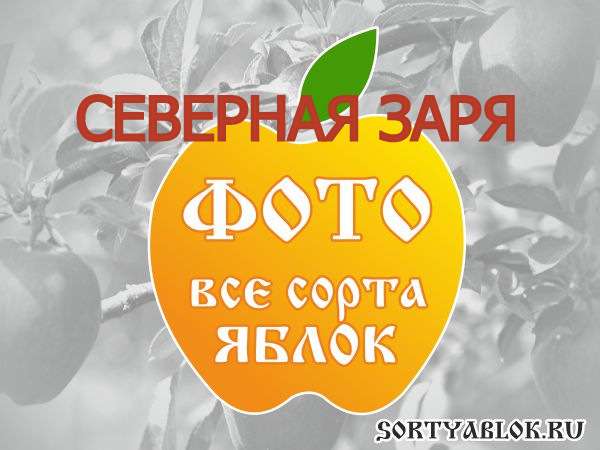 СОРТ ЯБЛОК СЕВЕРНАЯ ЗАРЯ. ФОТО