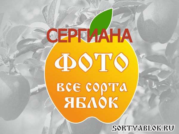 СОРТ ЯБЛОК СЕРГИАНА. ФОТО