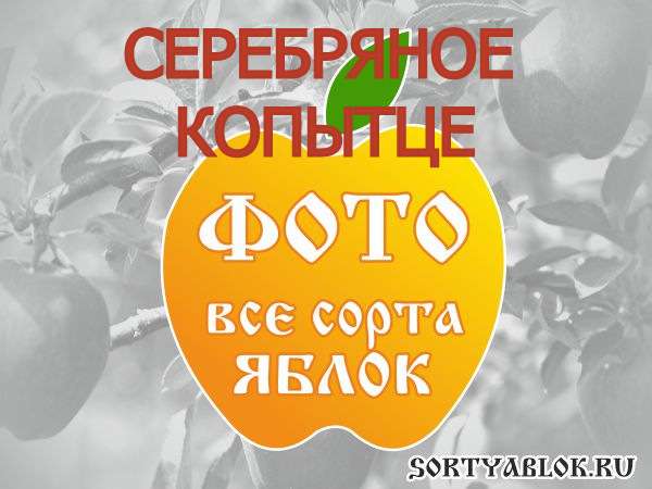 СОРТ ЯБЛОК СЕРЕБРЯНОЕ КОПЫТЦЕ. ФОТО