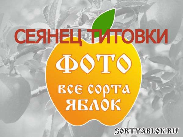 СОРТ ЯБЛОК СЕЯНЕЦ ТИТОВКИ. ФОТО