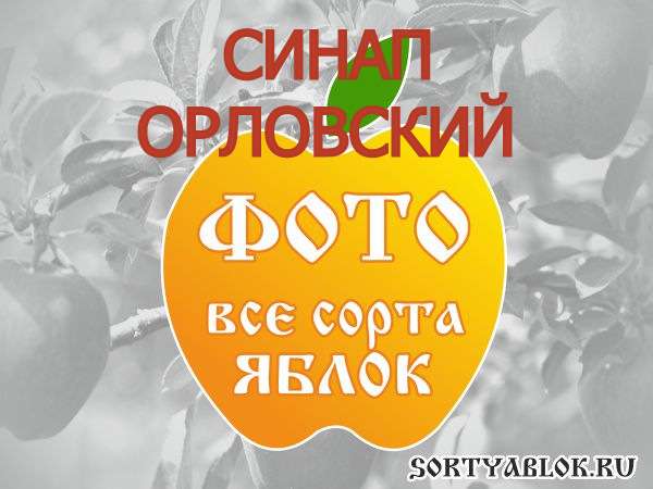СОРТ ЯБЛОК СИНАП ОРЛОВСКИЙ. ФОТО