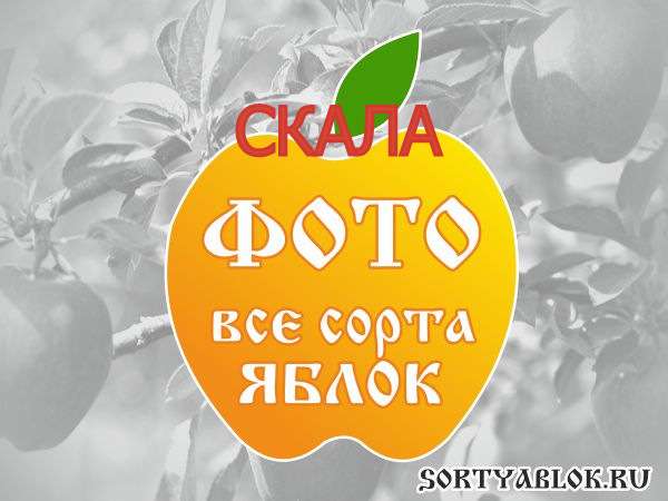 СОРТ ЯБЛОК СКАЛА. ФОТО