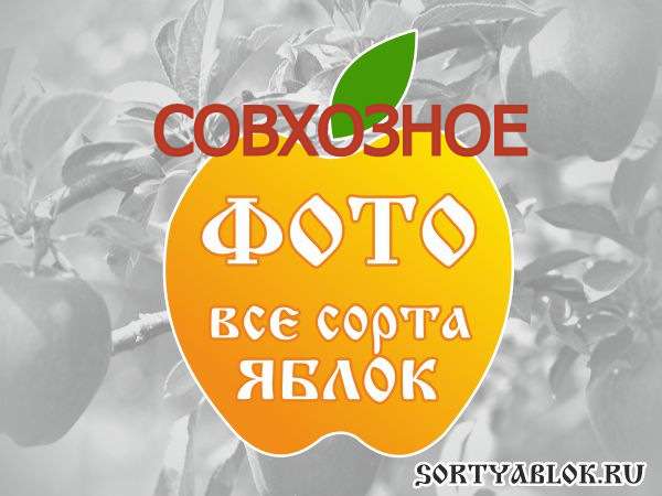 СОРТ ЯБЛОК СОВХОЗНОЕ. ФОТО