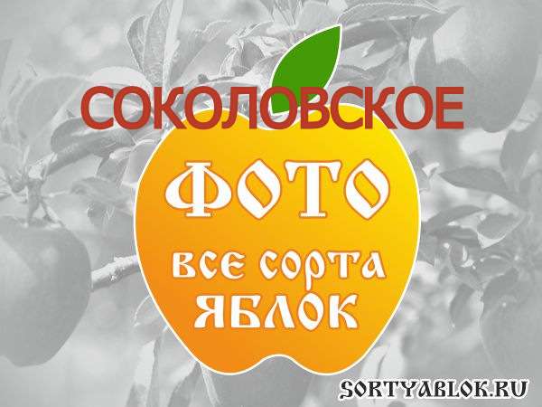 СОРТ ЯБЛОК СОКОЛОВСКОЕ. ФОТО