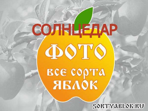 СОРТ ЯБЛОК СОЛНЦЕДАР. ФОТО