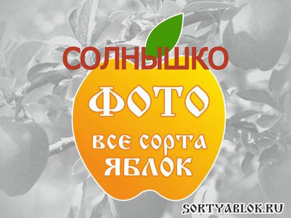 СОРТ ЯБЛОК СОЛНЫШКО. ФОТО