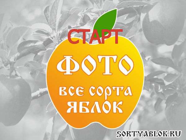СОРТ ЯБЛОК СТАРТ. ФОТО