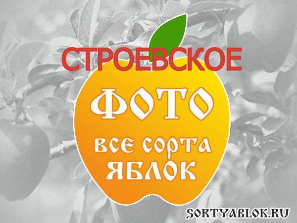 СОРТ ЯБЛОК СТРОЕВСКОЕ. ФОТО
