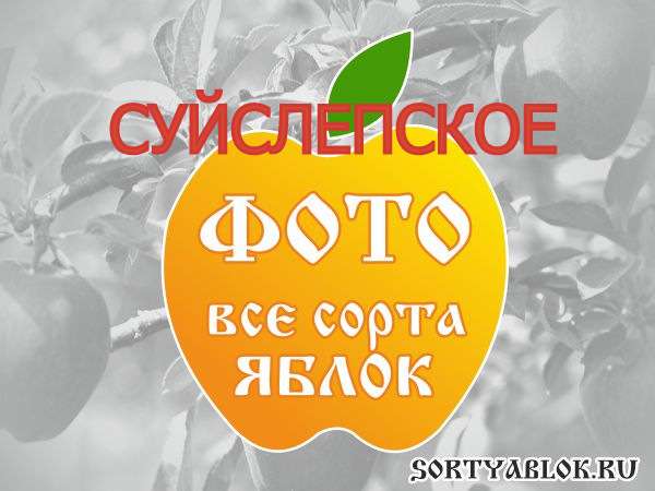 СОРТ ЯБЛОК СУЙСЛЕПСКОЕ. ФОТО