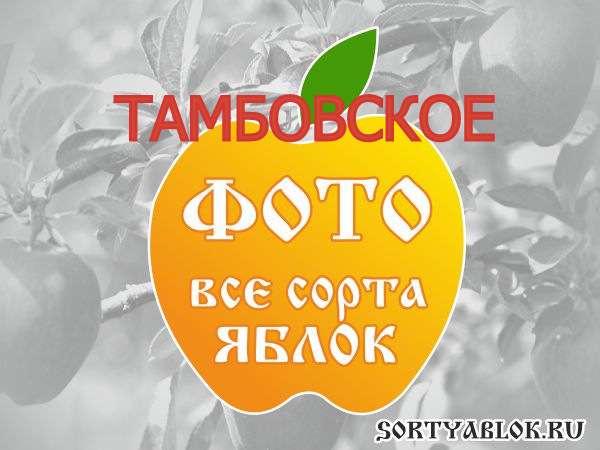СОРТ ЯБЛОК ТАМБОВСКОЕ. ФОТО