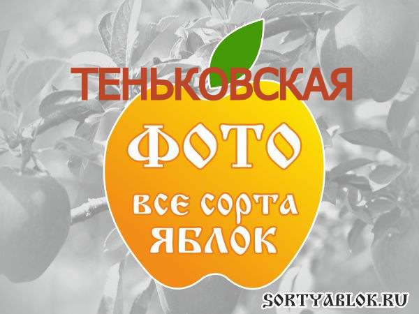 СОРТ ЯБЛОК ТЕНЬКОВСКАЯ. ФОТО