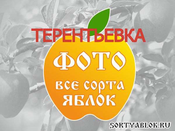 СОРТ ЯБЛОК ТЕРЕНТЬЕВКА. ФОТО
