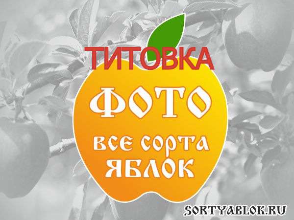 СОРТ ЯБЛОК ТИТОВКА. ФОТО