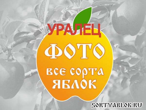 СОРТ ЯБЛОК УРАЛЕЦ. ФОТО
