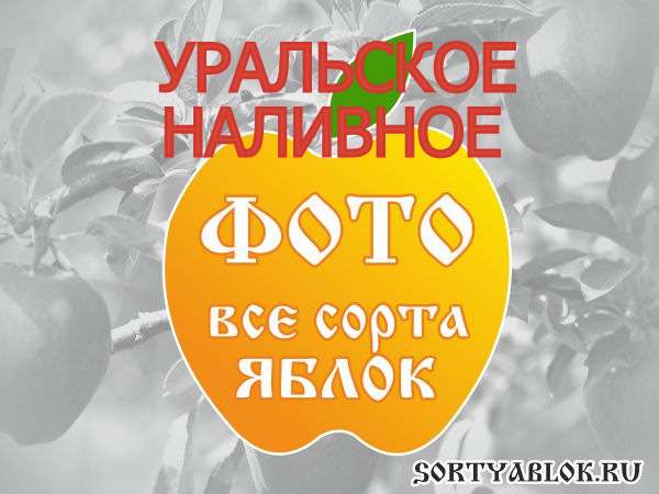 СОРТ ЯБЛОК УРАЛЬСКОЕ НАЛИВНОЕ. ФОТО