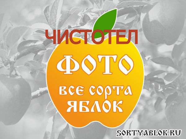 СОРТ ЯБЛОК ЧИСТОТЕЛ. ФОТО