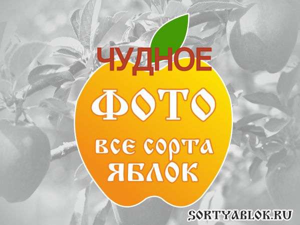 СОРТ ЯБЛОК ЧУДНОЕ. ФОТО