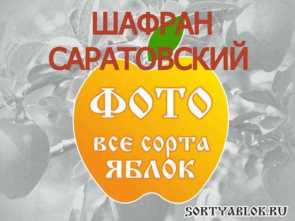 СОРТ ЯБЛОК ШАФРАН САРАТОВСКИЙ. ФОТО