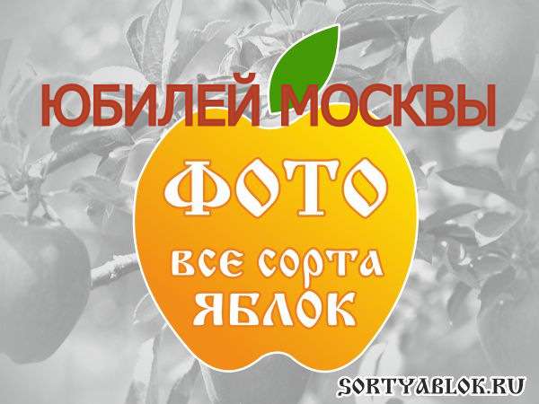 СОРТ ЯБЛОК ЮБИЛЕЙ МОСКВЫ. ФОТО