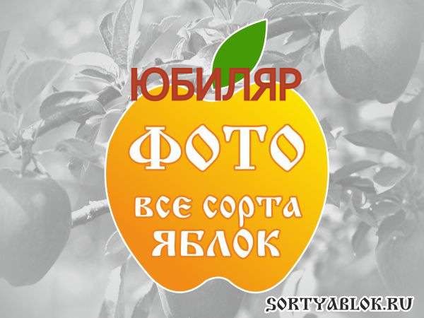 СОРТ ЯБЛОК ЮБИЛЯР. ФОТО