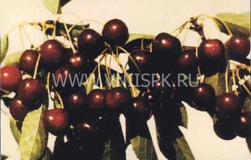 СОРТ ВИШНИ ЖУКОВСКАЯ