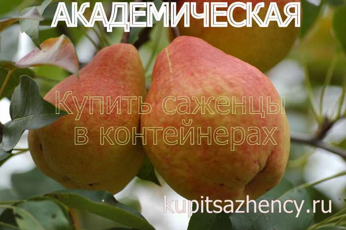 СОРТ ГРУШИ АКАДЕМИЧЕСКАЯ ФОТО - сорта груш