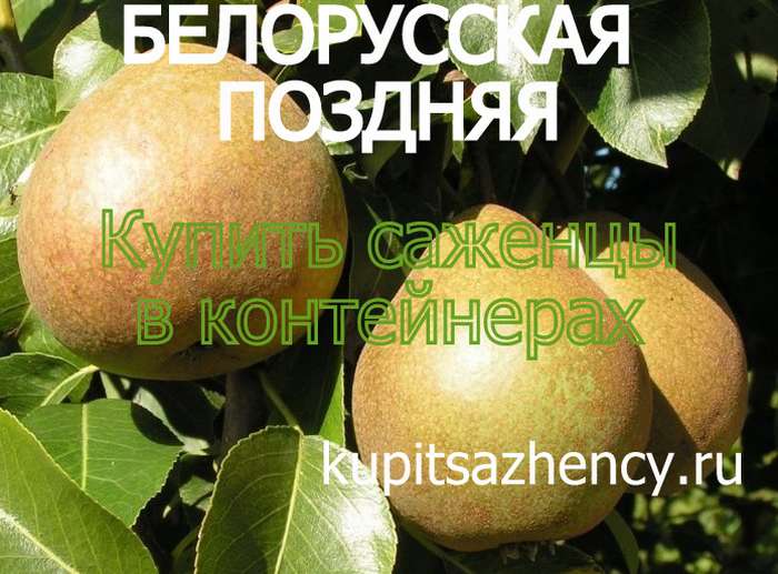 СОРТ ГРУШИ БЕЛОРУССКАЯ ПОЗДНЯЯ - сорта груш