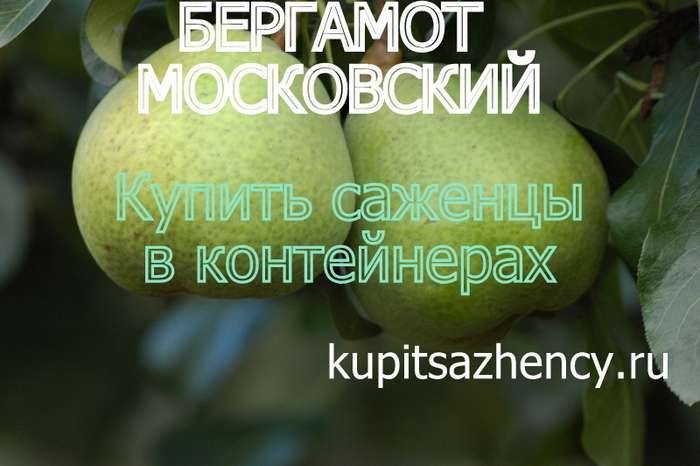 СОРТ ГРУШИ БЕРГАМОТ МОСКОВСКИЙ - сорта груш