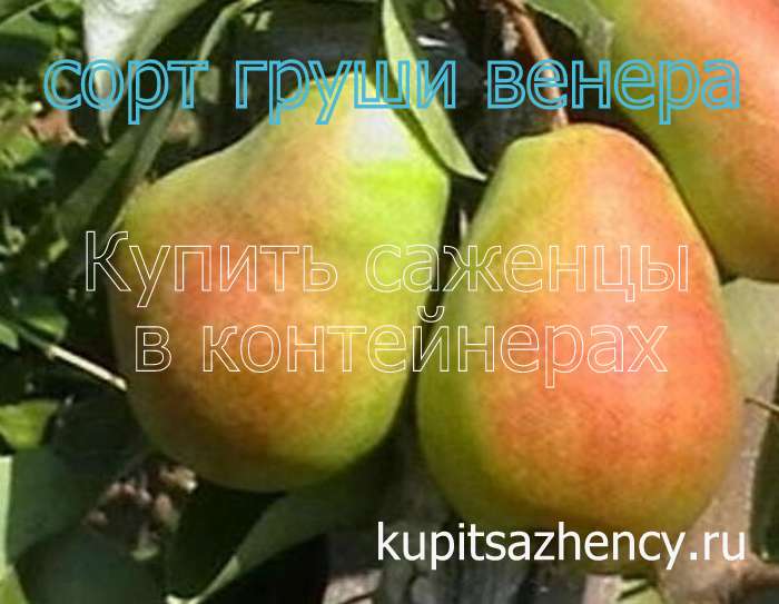 СОРТ ГРУШИ ВЕНЕРА - сорта груш