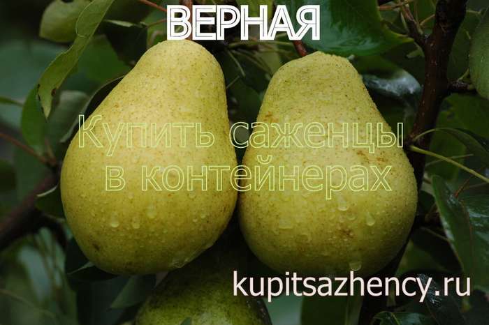 СОРТ ГРУШИ ВЕРНАЯ ФОТО - сорта груш