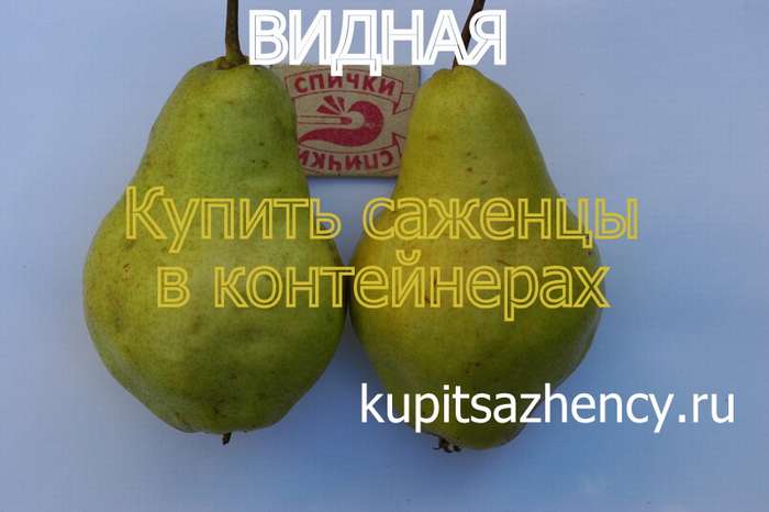 СОРТ ГРУШИ ВИДНАЯ - сорта груш