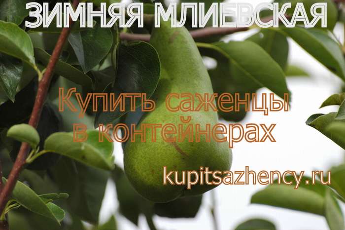 СОРТ ГРУШИ ЗИМНЯЯ МЛИЕВСКАЯ - сорта груш