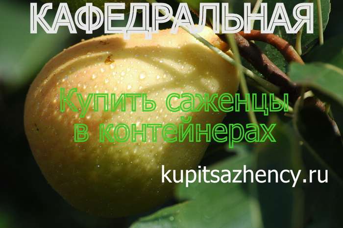 СОРТ ГРУШИ КАФЕДРАЛЬНАЯ - сорта груш