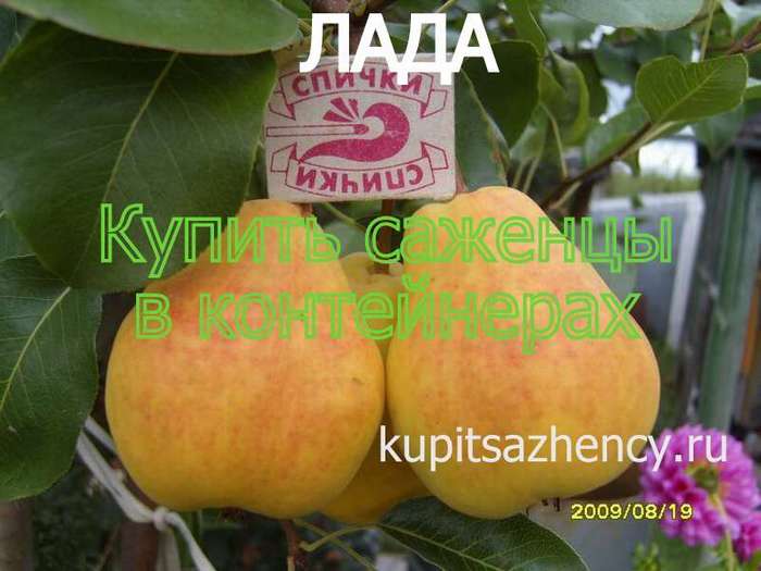 СОРТ ГРУШИ ЛАДА - сорта груш