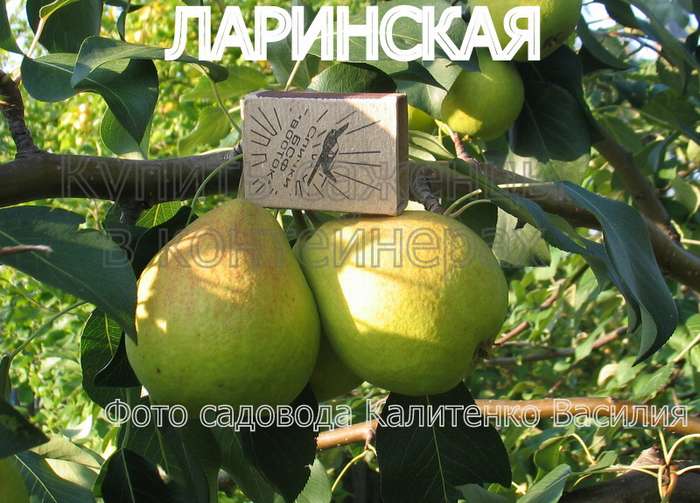 СОРТ ГРУШИ ЛАРИНСКАЯ - сорта груш. Фото