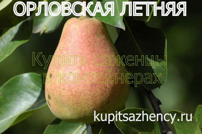 СОРТ ГРУШИ ОРЛОВСКАЯ ЛЕТНЯЯ ФОТО - сорта груш