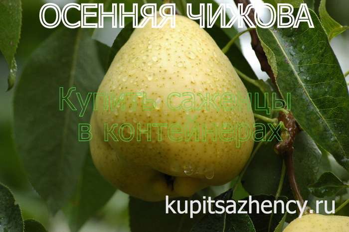 СОРТ ГРУШИ ОСЕННЯЯ ЧИЖОВА ФОТО - сорта груш