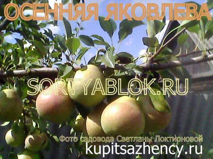 СОРТ ГРУШИ ОСЕННЯЯ ЯКОВЛЕВА - сорта груш