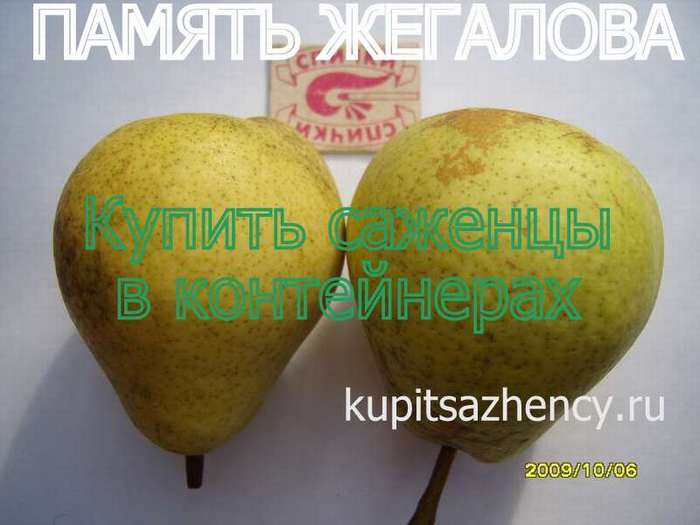 СОРТ ГРУШИ ПАМЯТЬ ЖЕГАЛОВА - сорта груш thumb